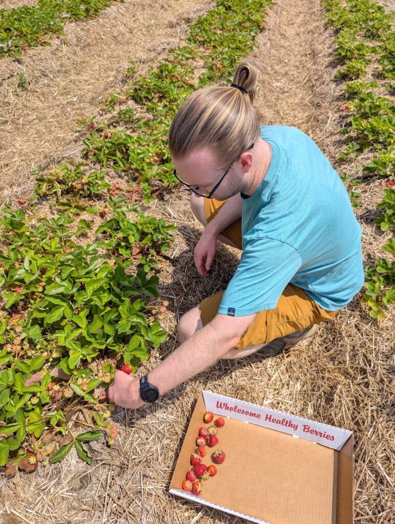 Alex picking strawberries.