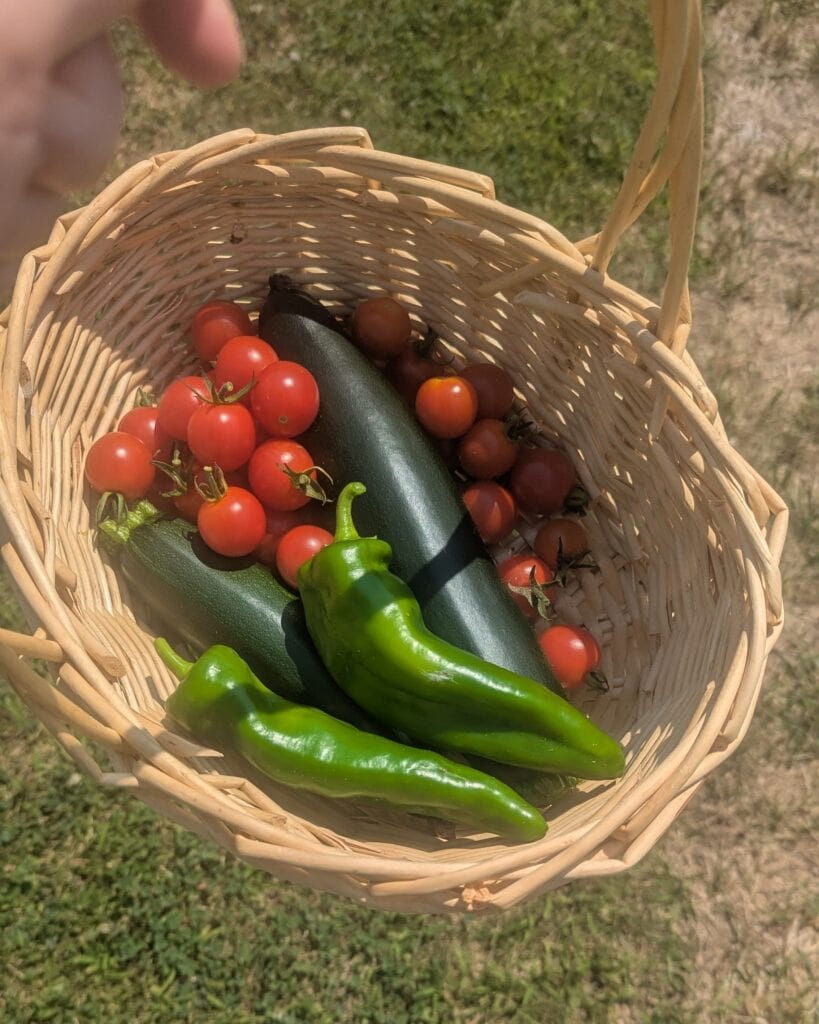 The harvest from our garden - cherry tomatoes, anaheim peppers, and zucchini.