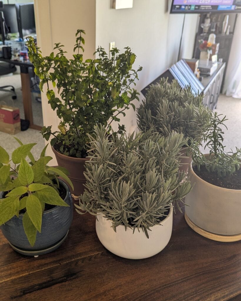 A collection of indoor plants.