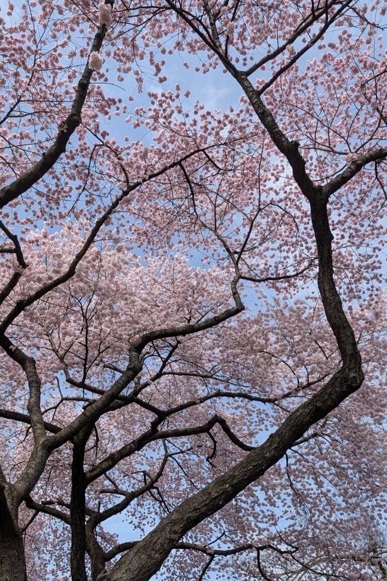 Cherry blossom trees in bloom.