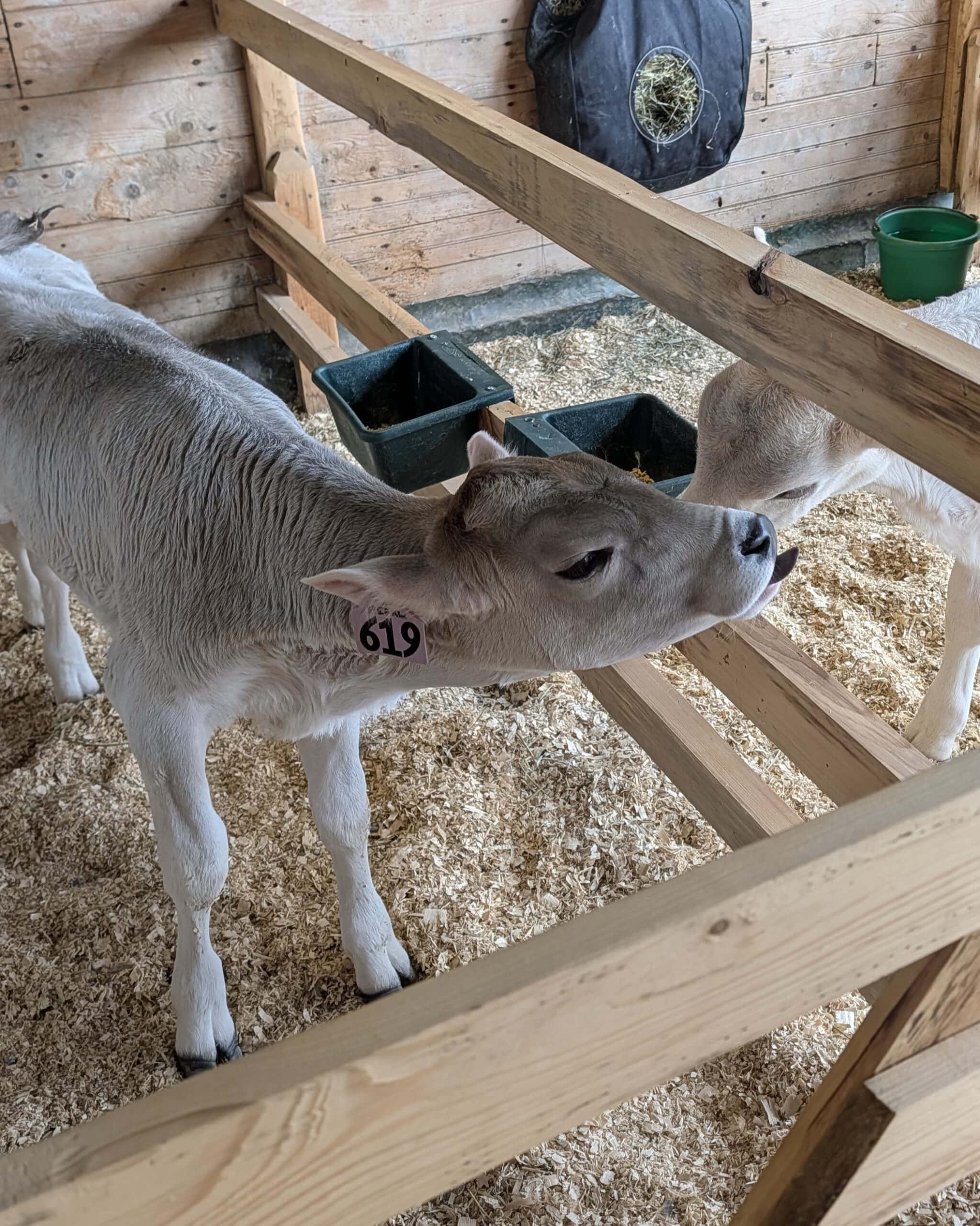 A baby cow in a pen.
