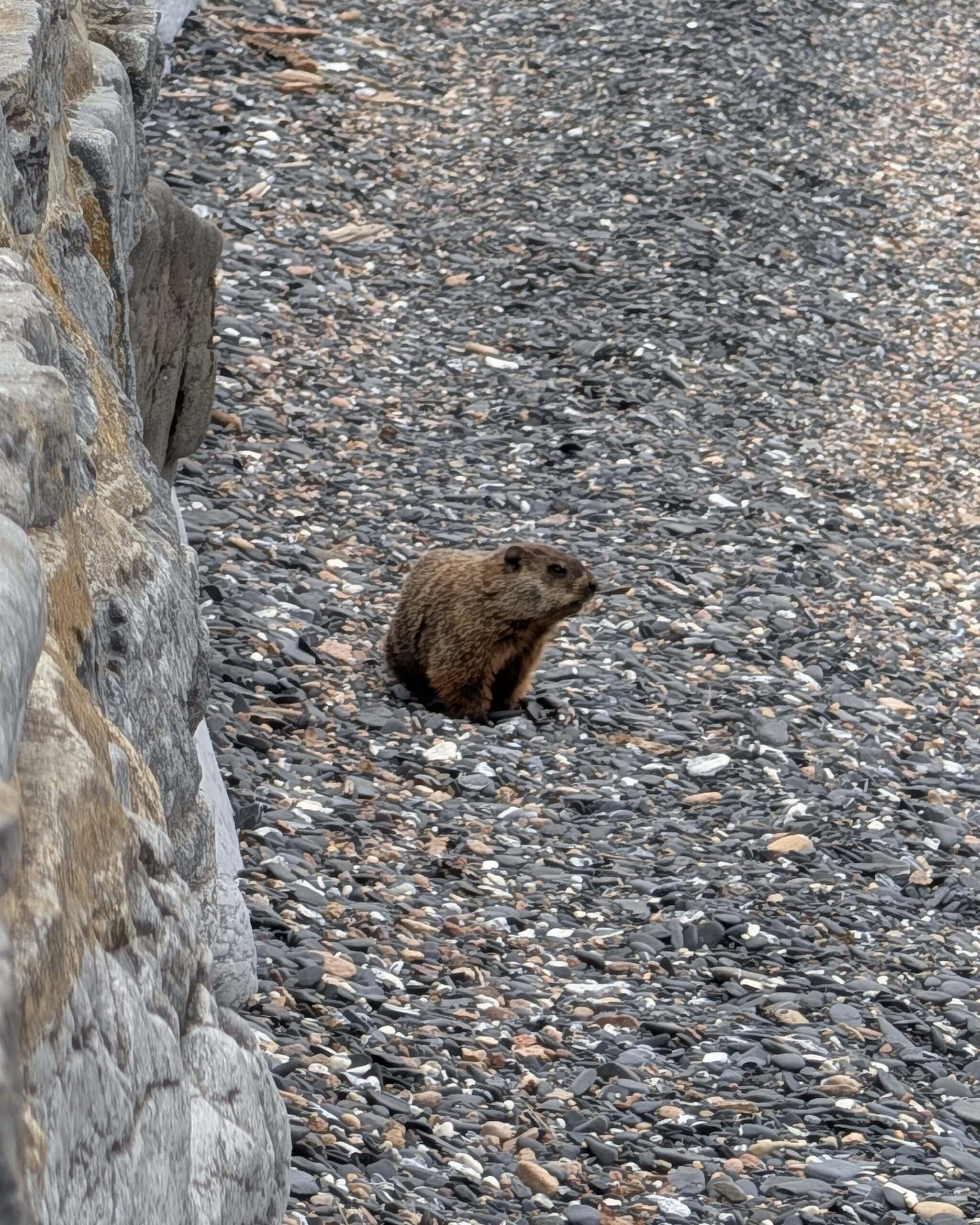 A groundhog on a stone shoreline.