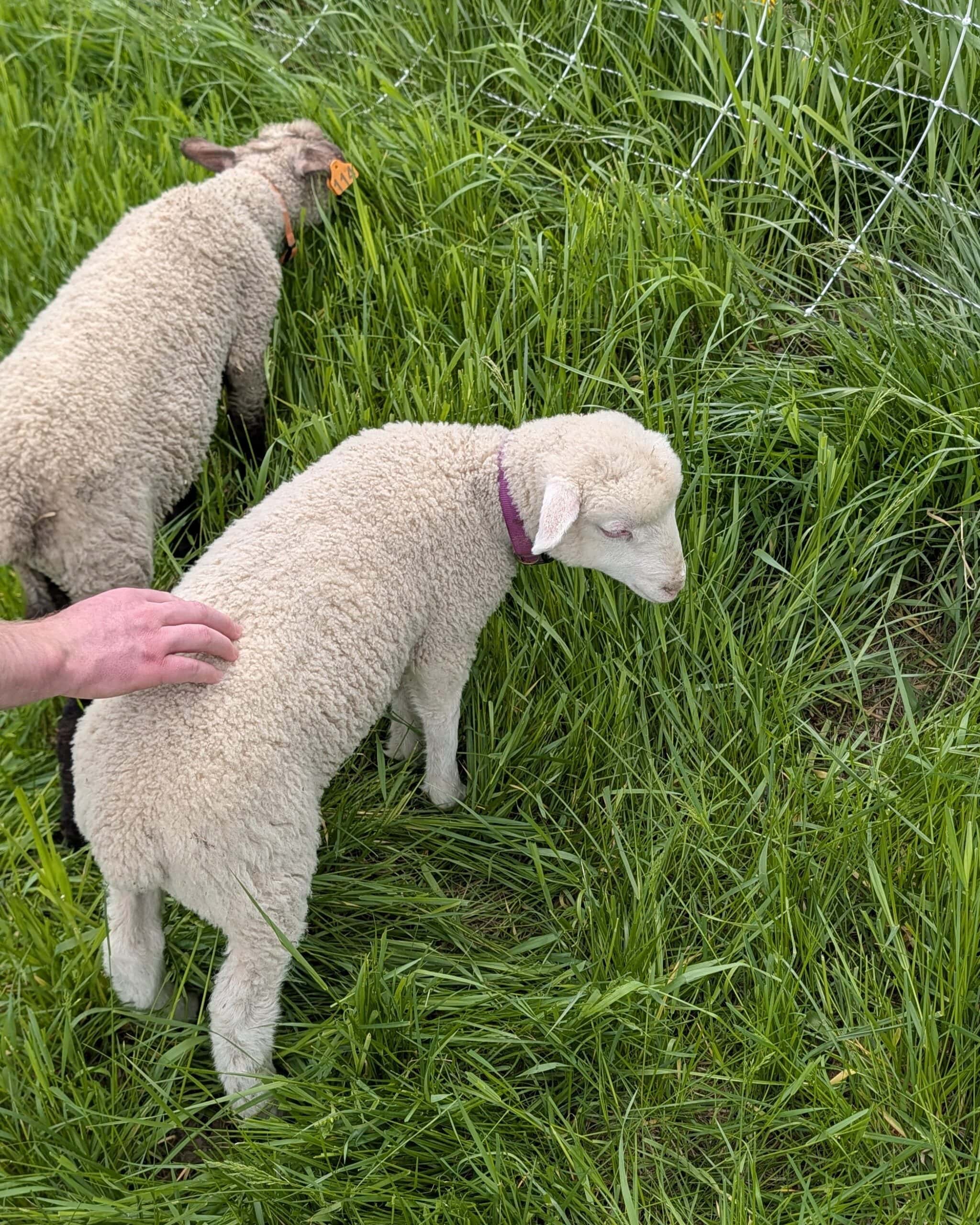 Two lambs in a grassy field.