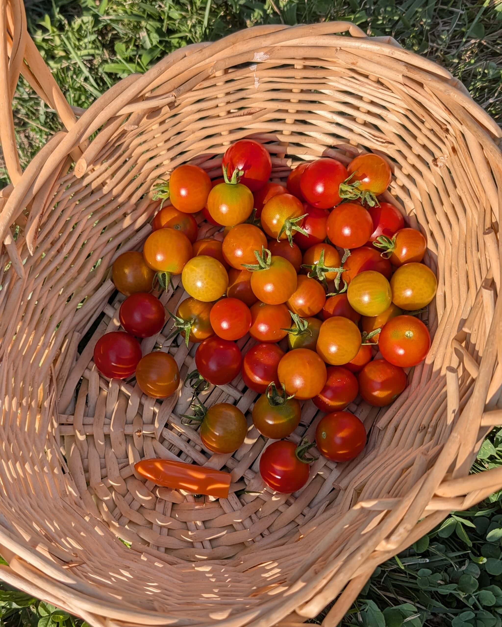 A woven basket of cherry tomatoes freshly picked from the garden.